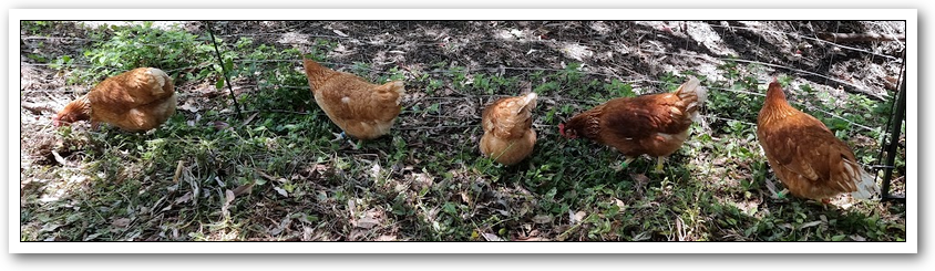A photo of five brown chickens in a row along a fence line.