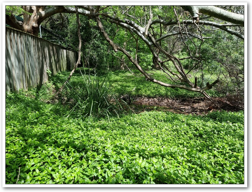 A photo of an area with trees, shrubs and a dense ground cover of green foliage that is the tradescantia weed.