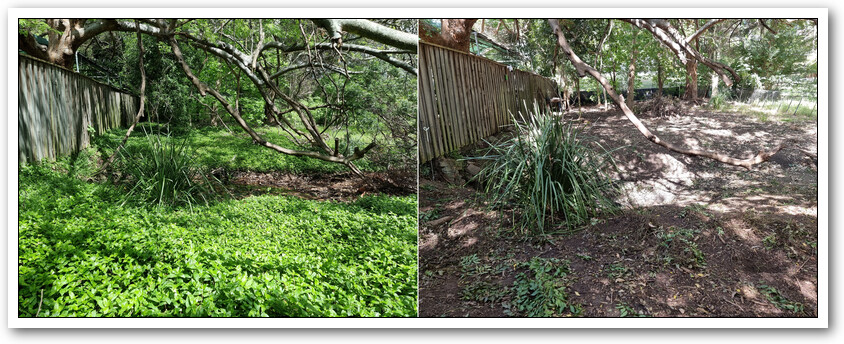 A pair of photos showing the before and after of an area that the chickens have cleared of weed.