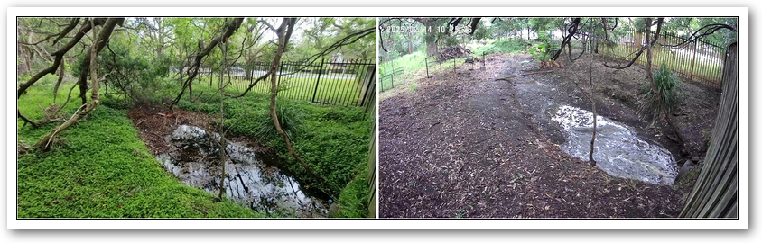 A pair of photos showing the before and after of an area that the chickens have cleared of weed.