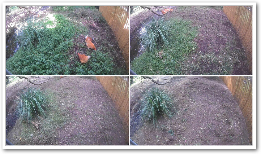 Four photos showing the gradual removal of weed cover over the space of several weeks.