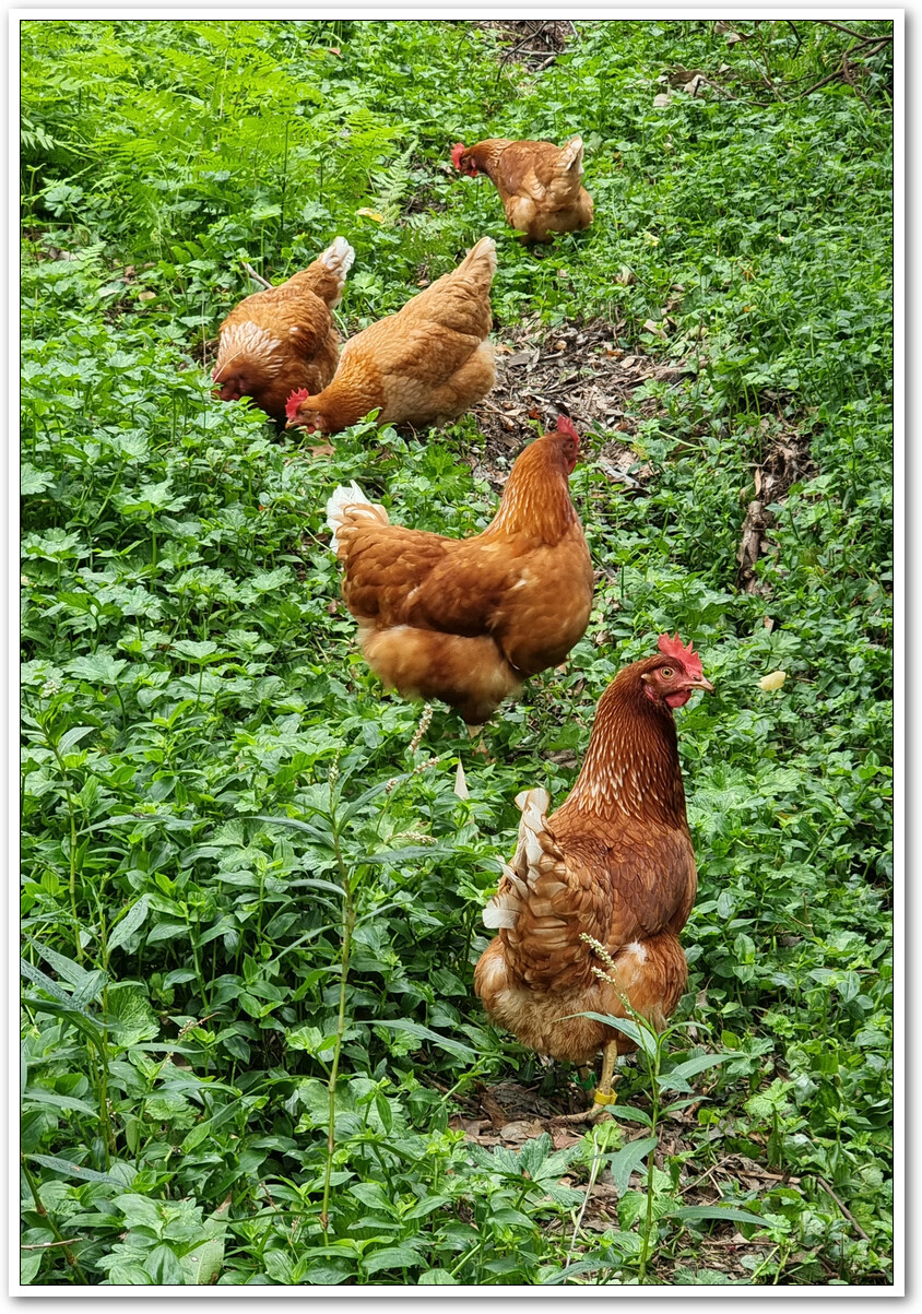 Five ISA Brown chickens are browsing in a field of green weeds.  Most are preoccupied with the job but one is looking straight at the camera.
